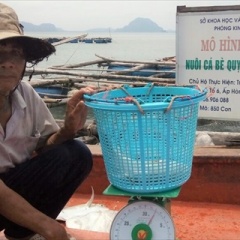 Cá bè quỵt - đối tượng nuôi mới của ngư dân Kiên Lương